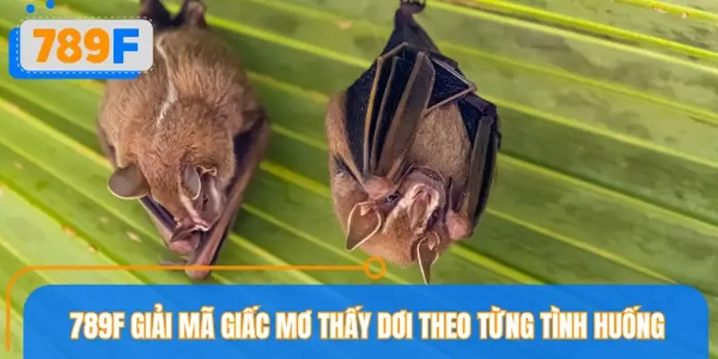 789F giải mã giấc mơ thấy dơi theo từng tình huống