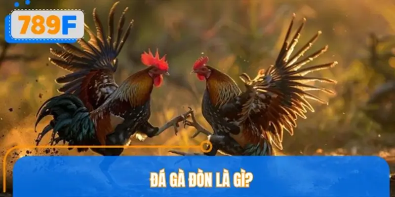 Đá gà đòn là gì?