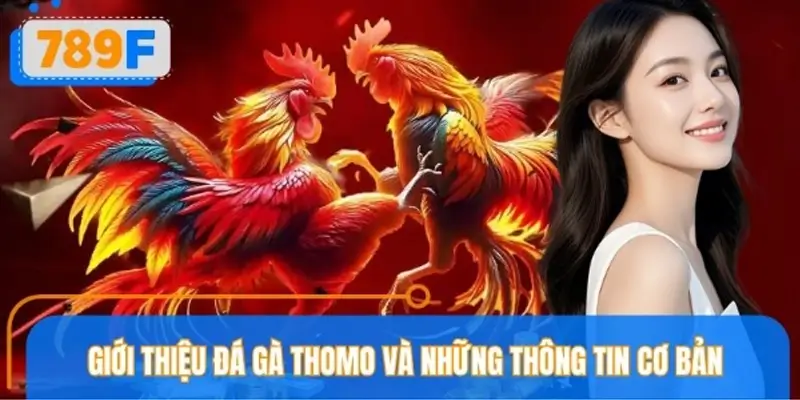 Đá gà Thomo 789F và thông tin cơ bản người chơi cần biết