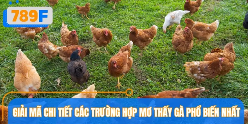 Giải mã chi tiết các trường hợp mơ thấy gà phổ biến nhất