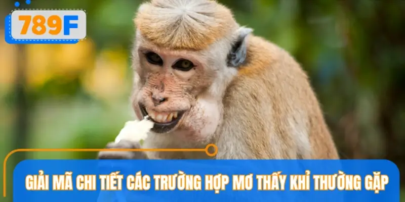 Giải mã chi tiết các trường hợp mơ thấy khỉ thường gặp