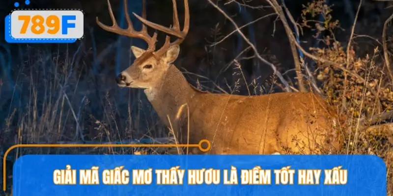 Giải mã giấc mơ thấy hươu là điềm tốt hay xấu