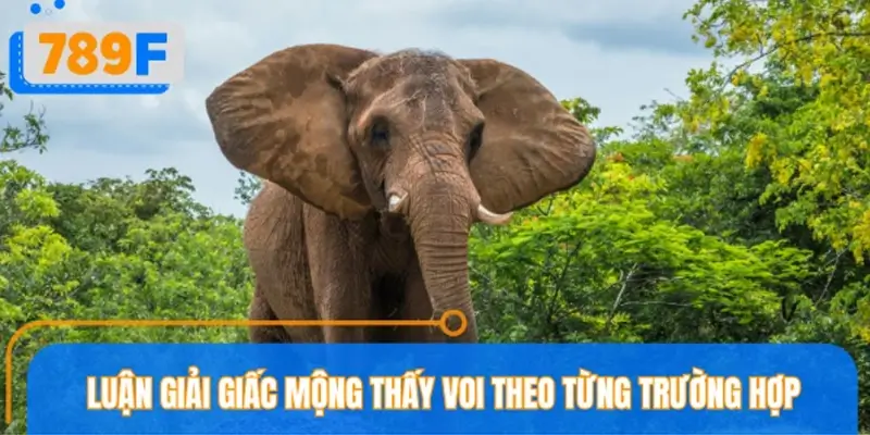 Luận giải giấc mộng thấy voi theo từng trường hợp