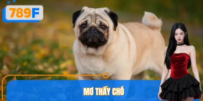 Mơ Thấy Chó Đánh Số Gì? Giải Mã Giấc Mơ Chuẩn Xác Từ 789F