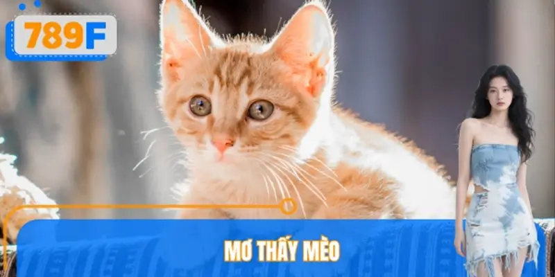 Mơ Thấy Mèo Đánh Số Gì? Ý Nghĩa Giấc Mơ Ít Người Biết 789F