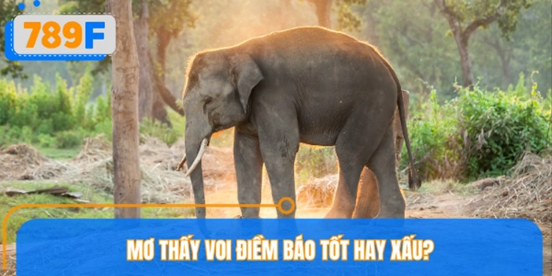 Mơ thấy voi điềm báo gì?