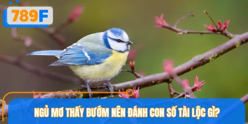 Mộng thấy chim nên thử vận may với con số gì?