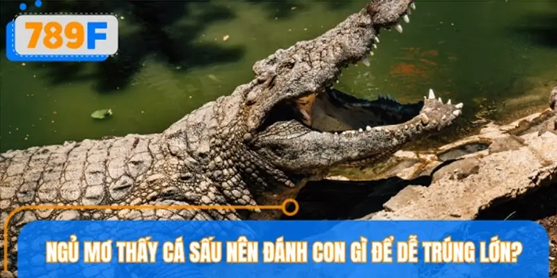 Nằm mơ thấy cá sấu nên đánh con gì để dễ trúng lớn?