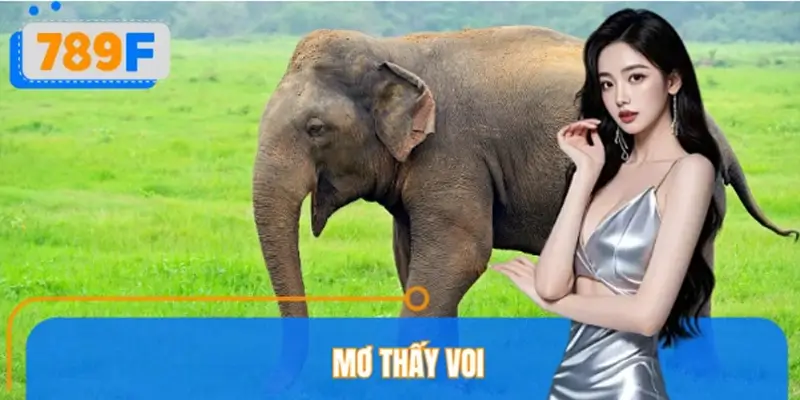 Nằm Mơ Thấy Voi Đánh Số Gì? Con Số Gắn Liền Với May Mắn