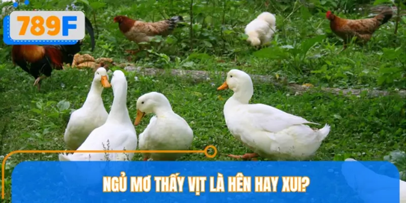 Ngủ mơ thấy vịt là hên hay xui?
