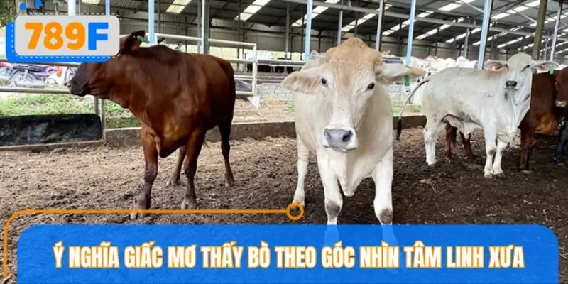 Phân tích giấc mơ thấy bò và các điềm báo liên quan