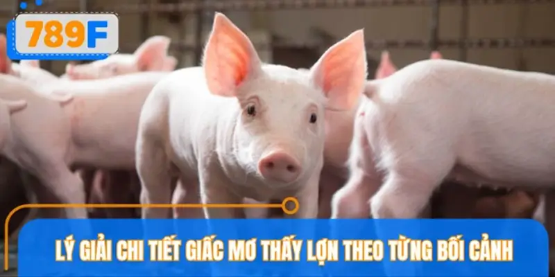 Tổng quan các trường hợp mơ thấy lớn chi tiết