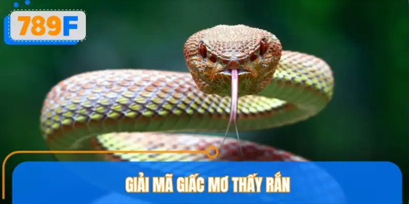 Vén màn thông điệp đằng sau giấc mơ thấy rắn