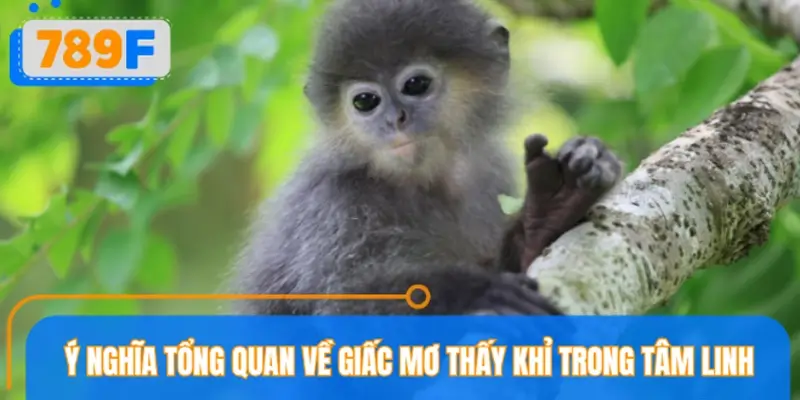 Ý nghĩa tổng quan về giấc mơ thấy khỉ trong tâm linh